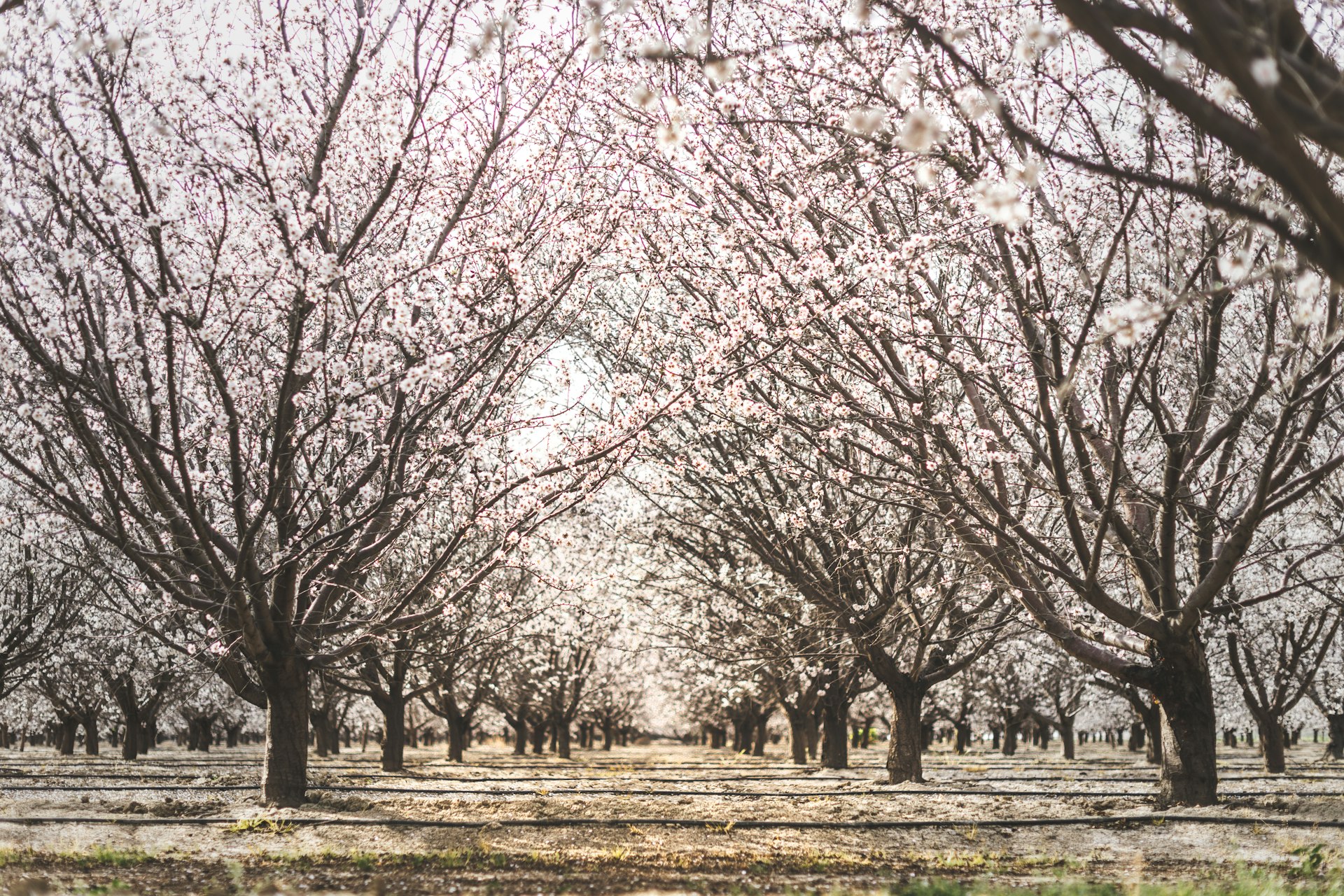 Almond blossoms in the Riverina