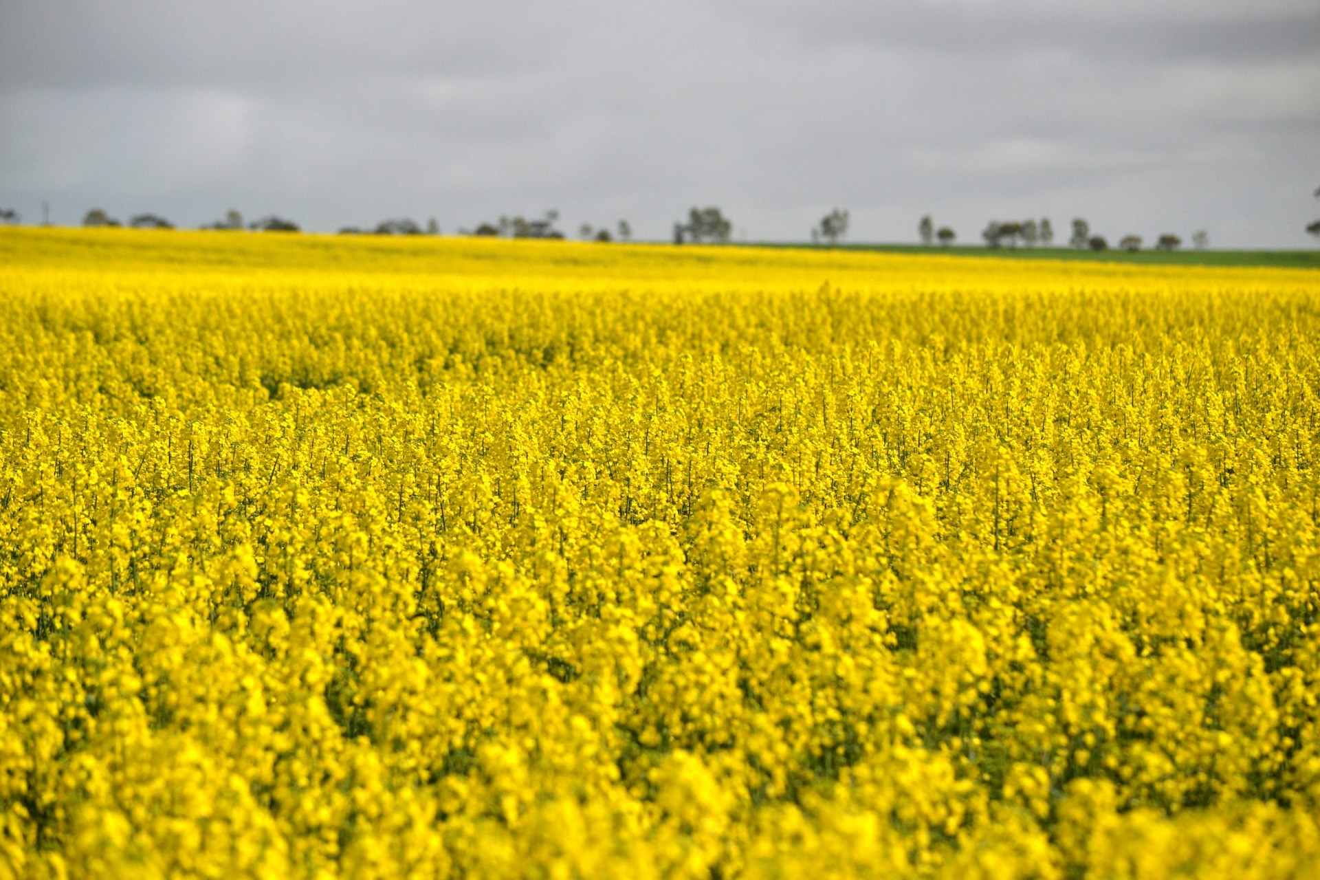 Canola fields in the Riverina, NSW